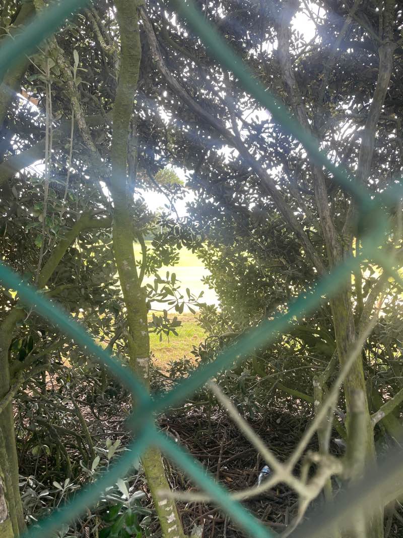 walking near me in Awapuni Sports Stadium in summer