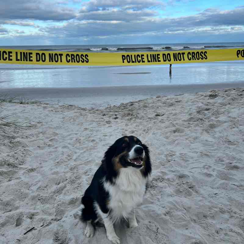 2022 City Steppers Viktoriya Lishneva post image