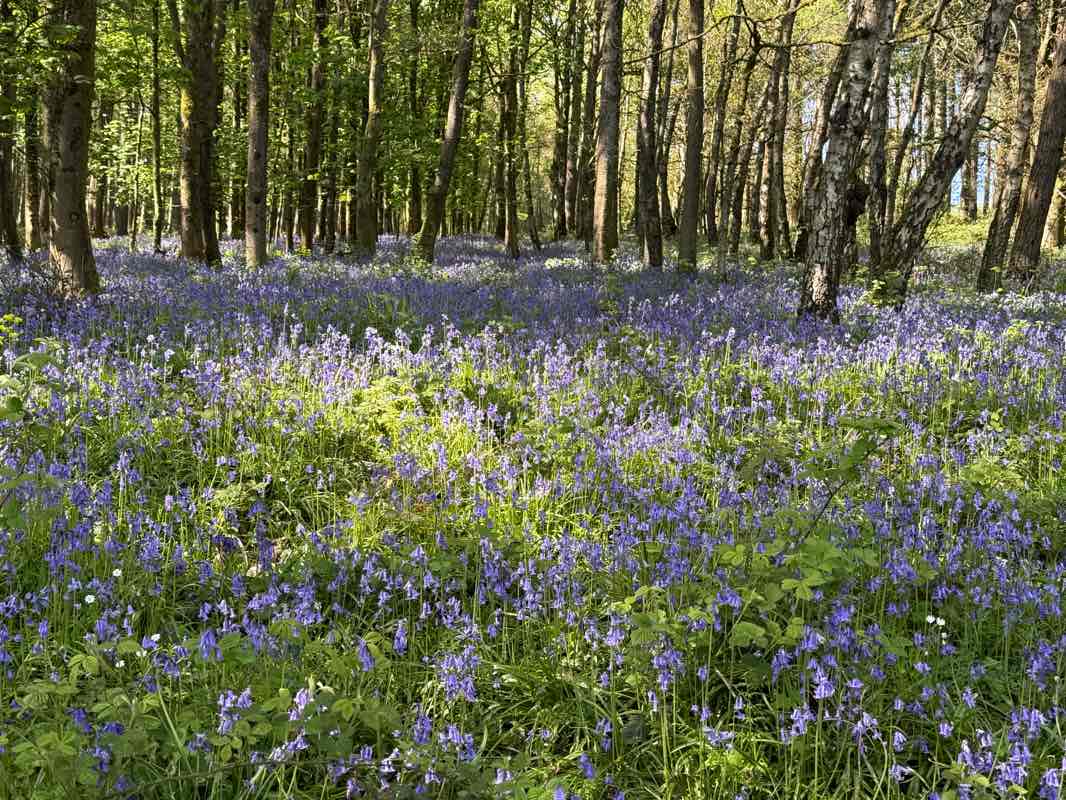 walking near me in Croft Castle Estate in spring