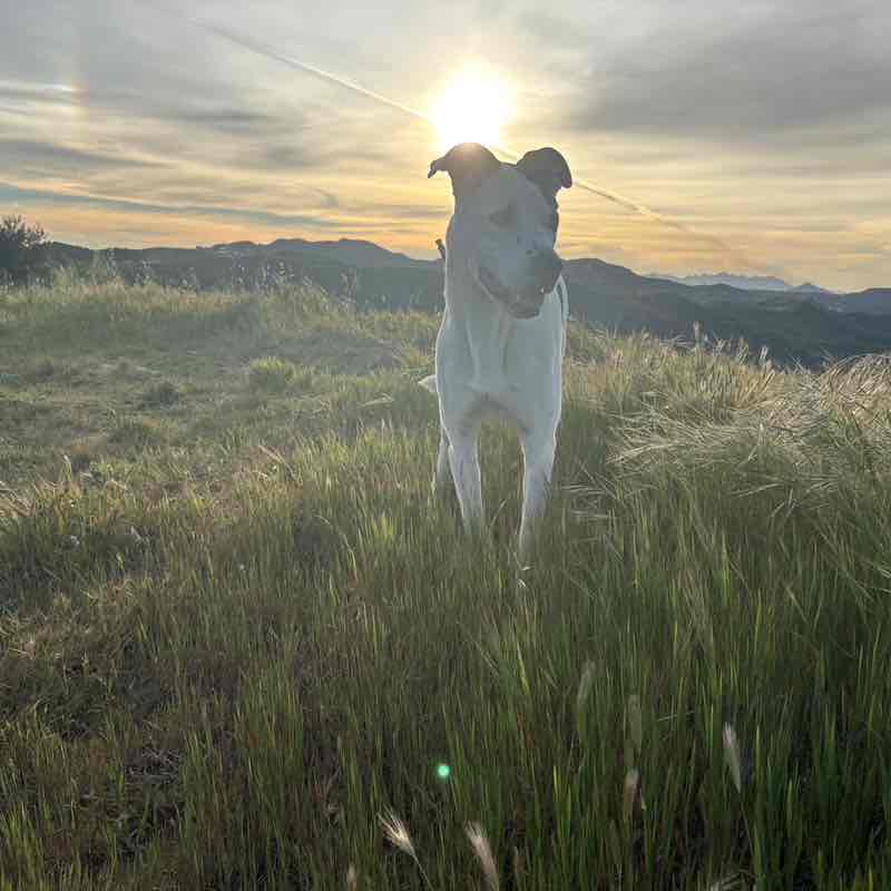 Rose,🍀🌹 🌹🌹🌹🌹🌹🌹 🌹 💁‍♀️ TJ post image