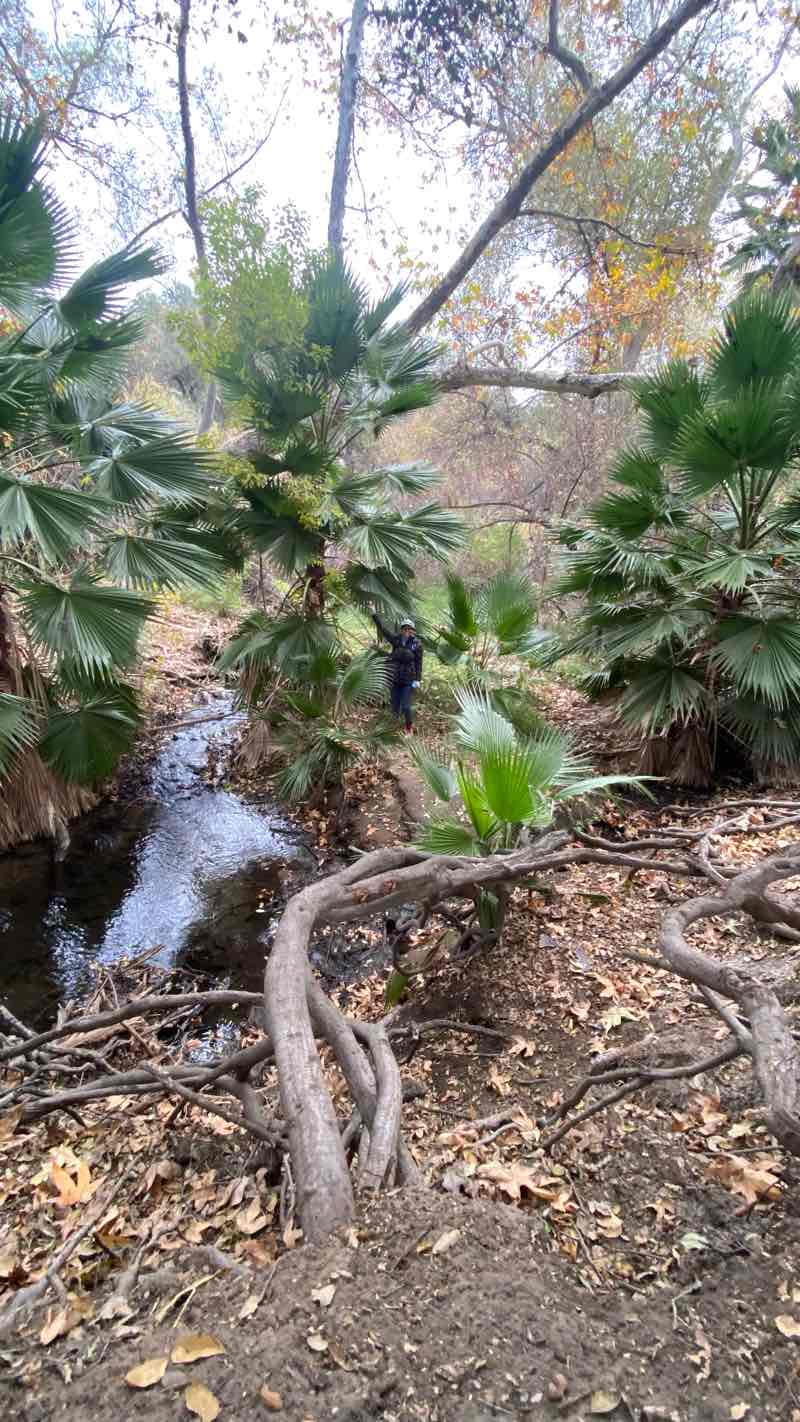 walking near me in Canyon Hills Community Park in winter