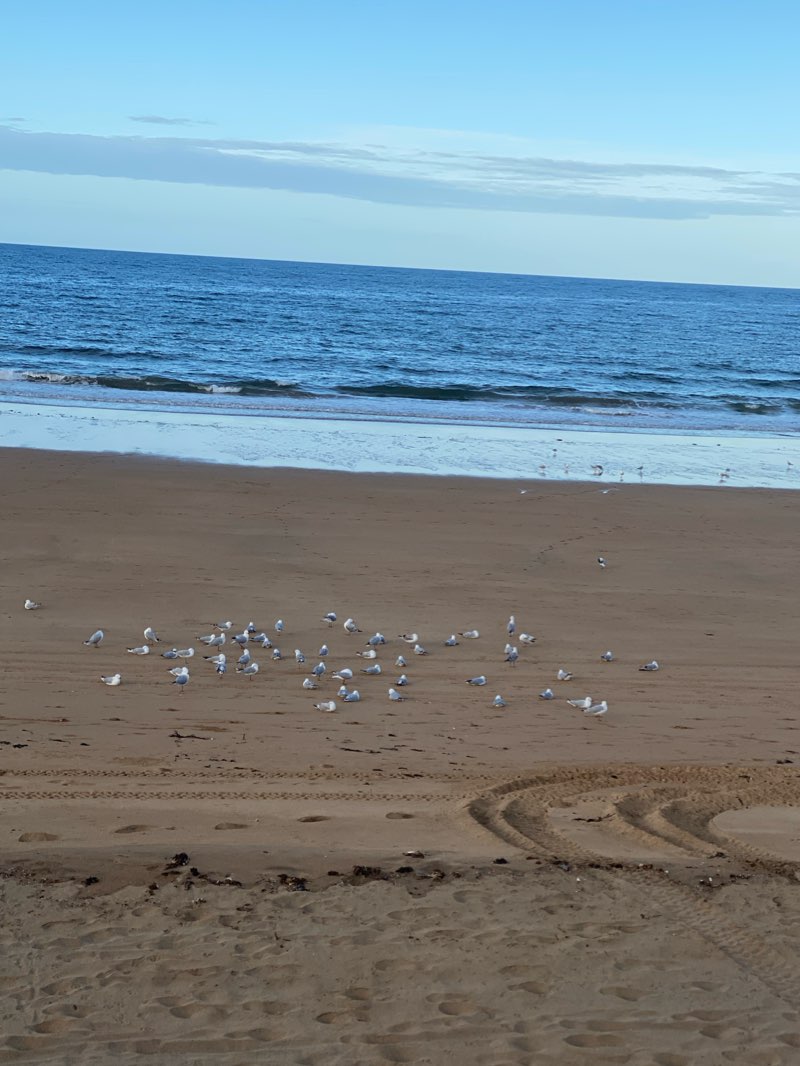 walking near me in Burnie Park in summer