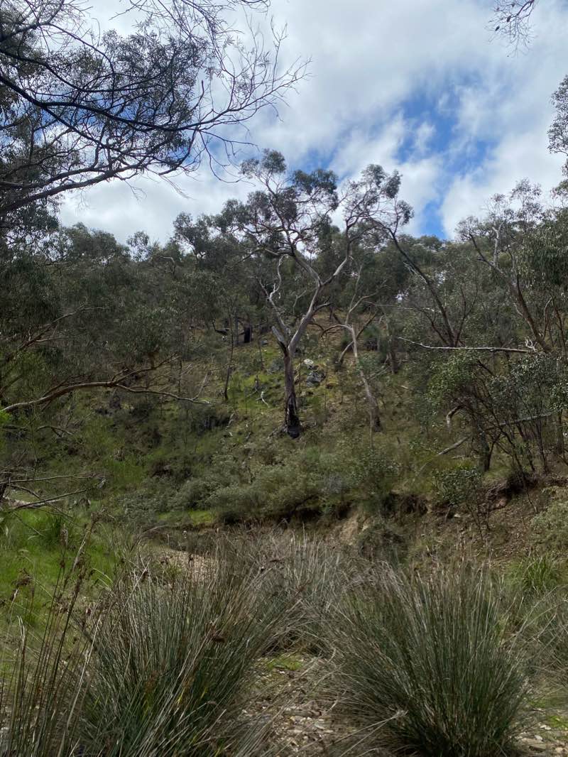 walking near me in Steiglitz Historic Park in summer