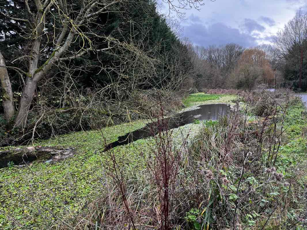 walking near me in Dowding Park in winter