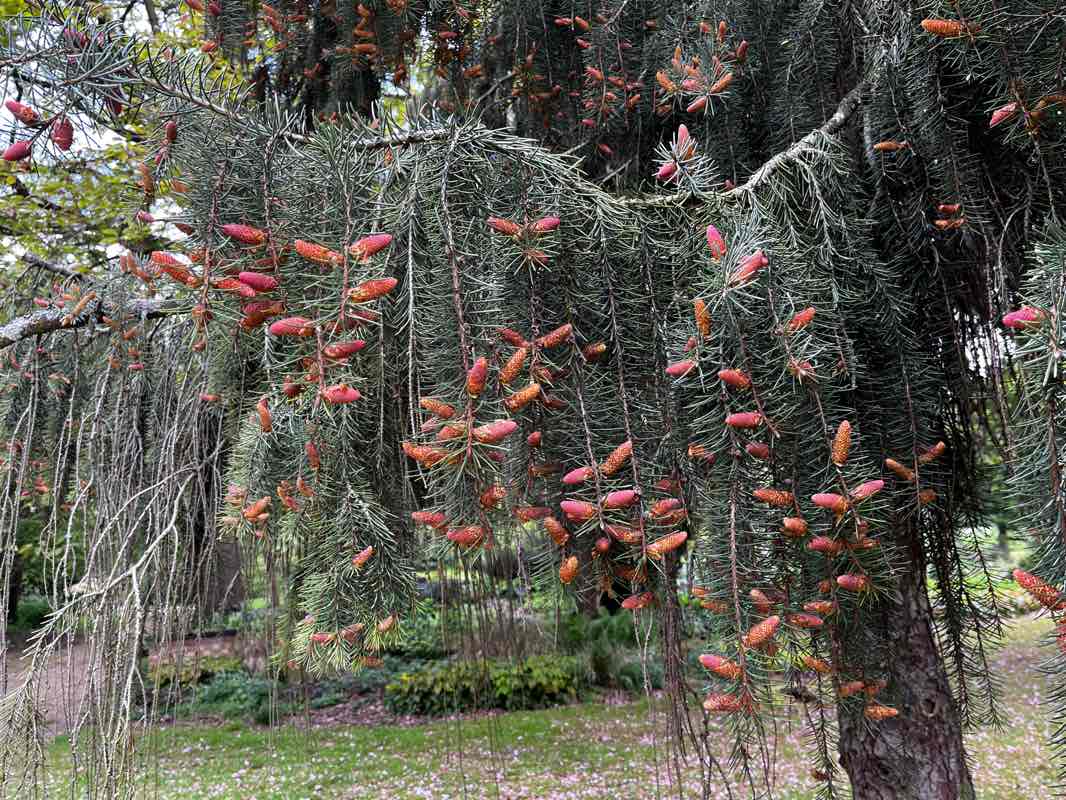 walking near me in Richmond Green in winter