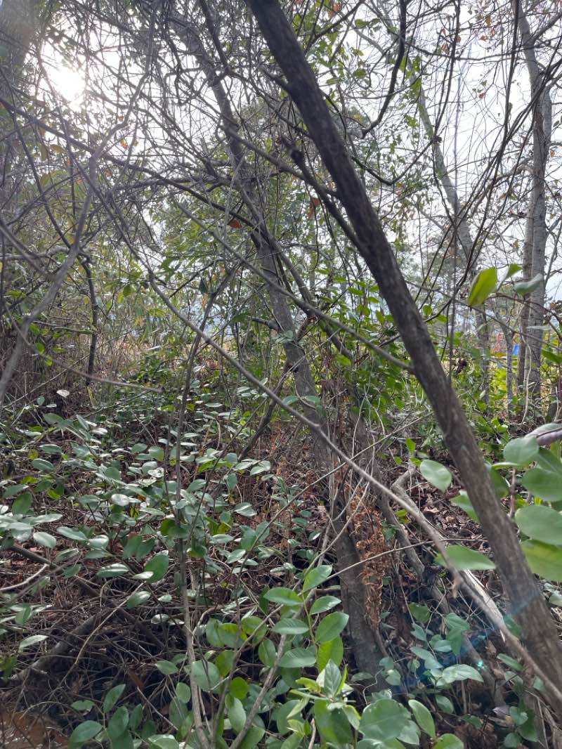 walking near me in Freedom Park in winter