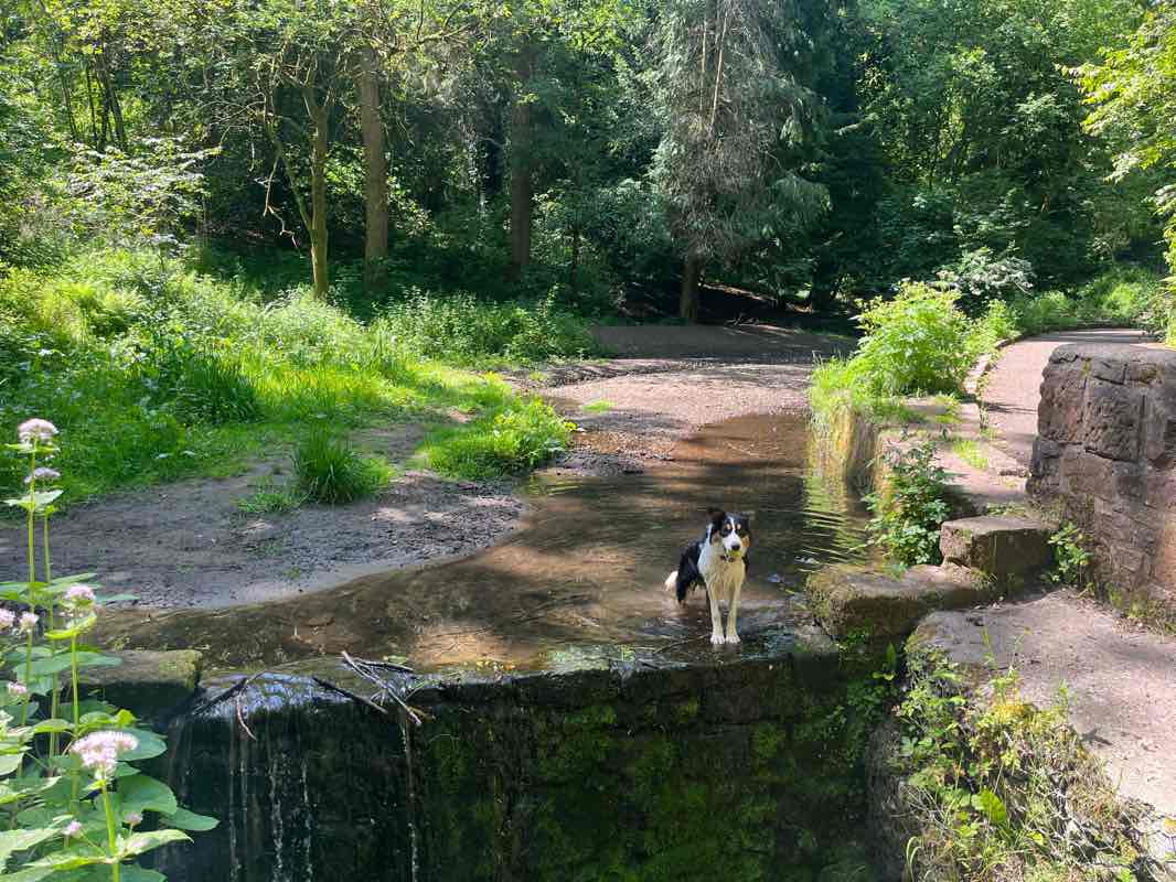 walking near me in Holmhills Park in winter