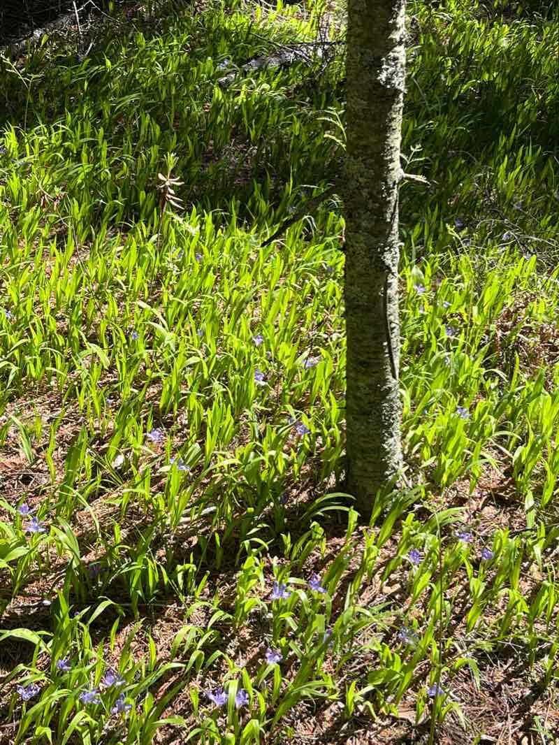 walking near me in Baileys Harbor Ridges Park in winter