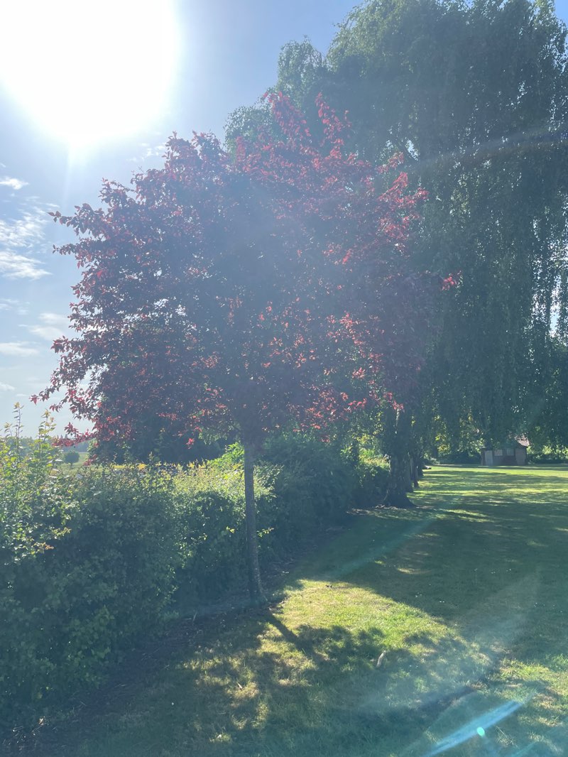 walking near me in Whittons Park in spring