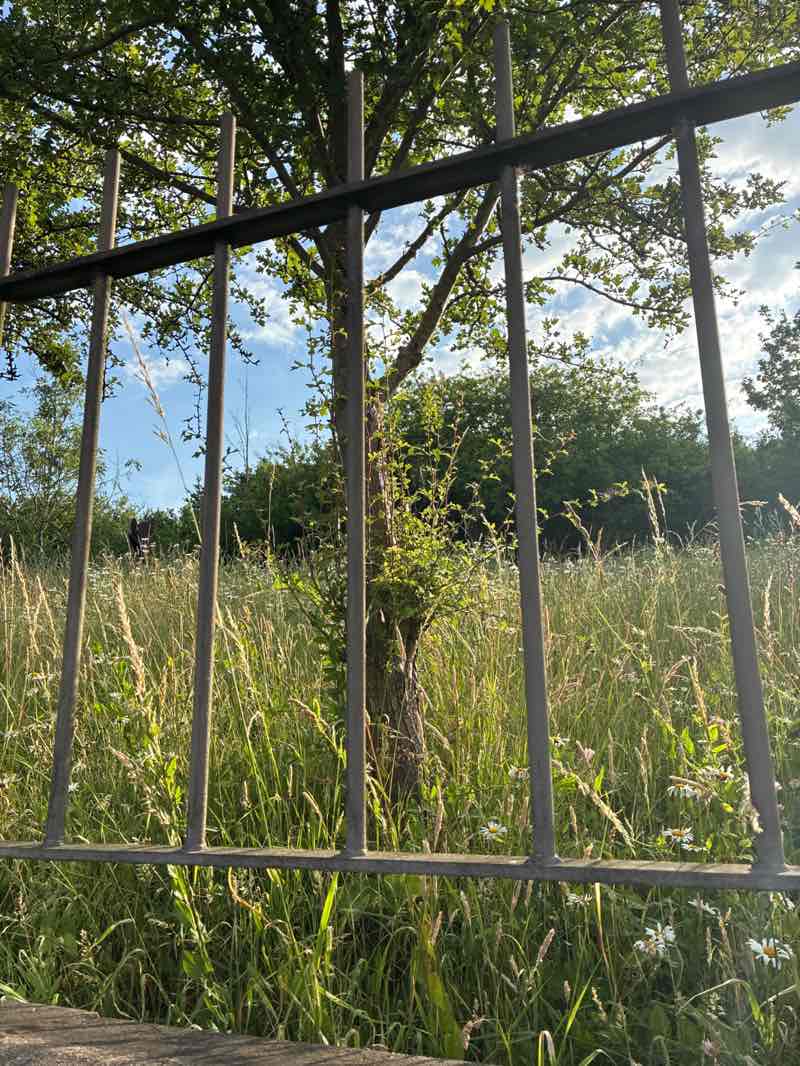 walking near me in Liquorice Park in summer