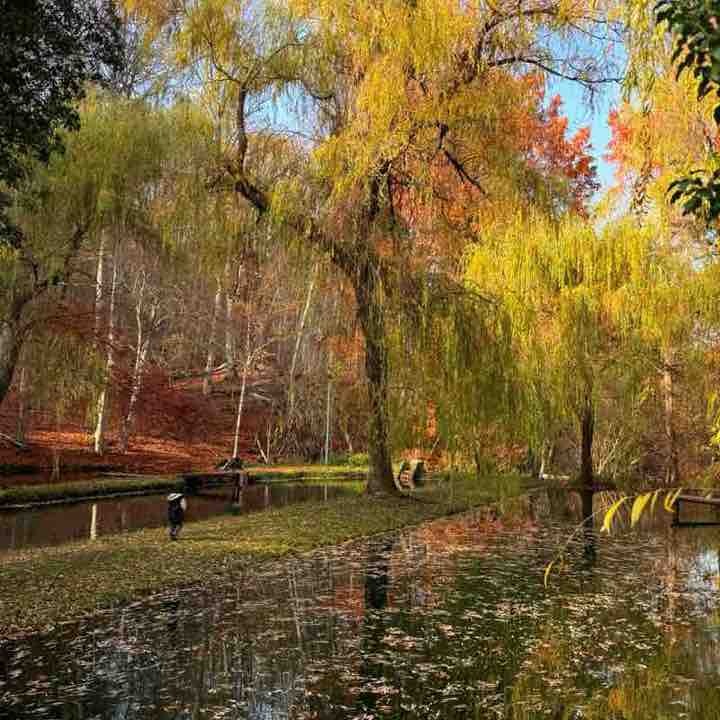 November Steps Challenge ☀️YuLi 🌙 post image