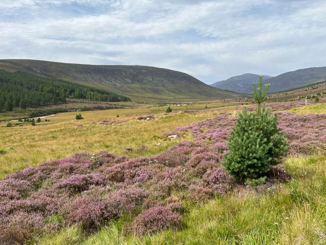 walking near me in Mar Lodge Estate National Nature Reserve in autumn