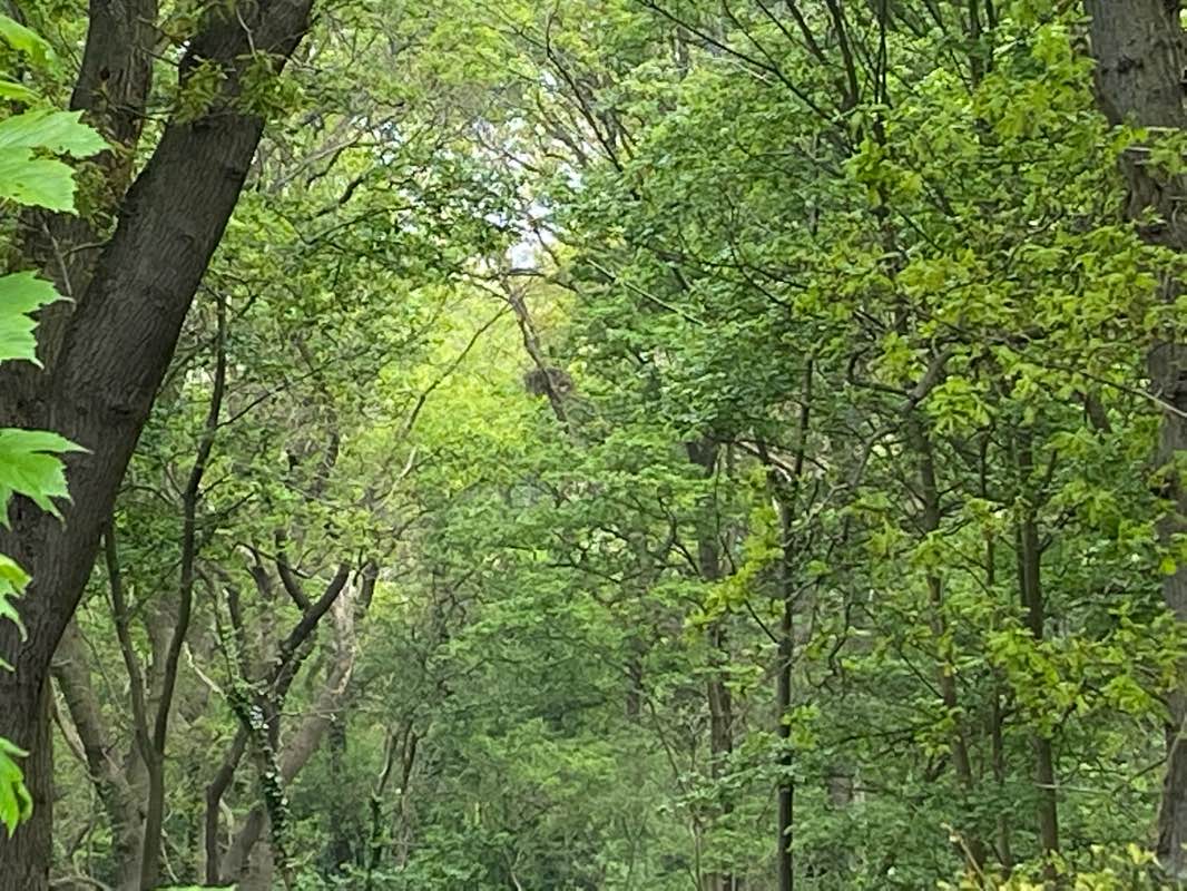 walking near me in Bosjes van Pex in winter