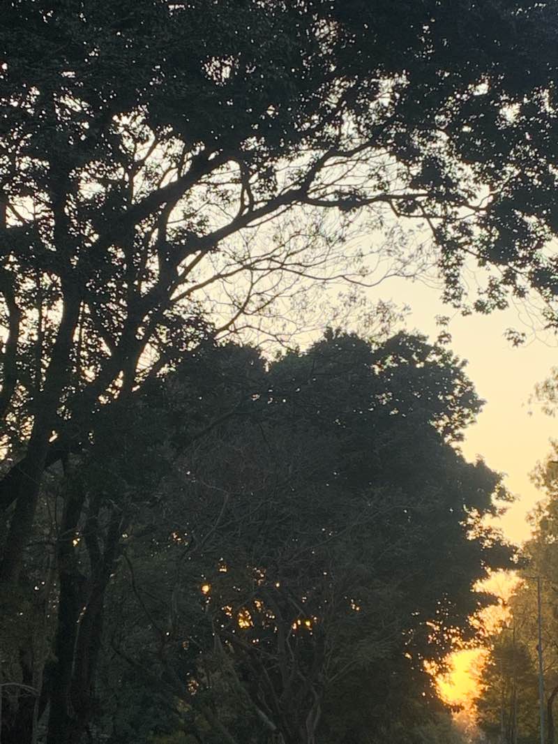 walking near me in Parque do Sabiá in summer