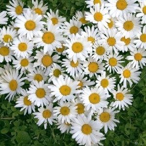 Надежда 🇷🇺🐯