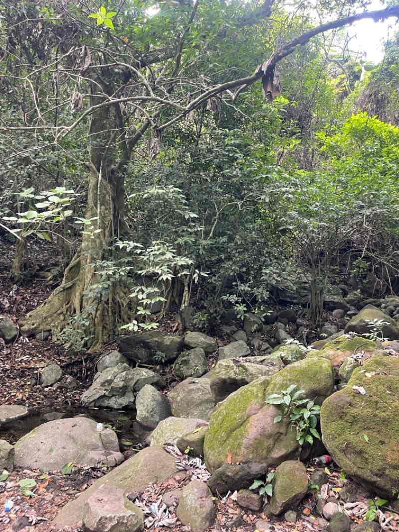 walking near me in Jardín de Villa Izcalli in summer