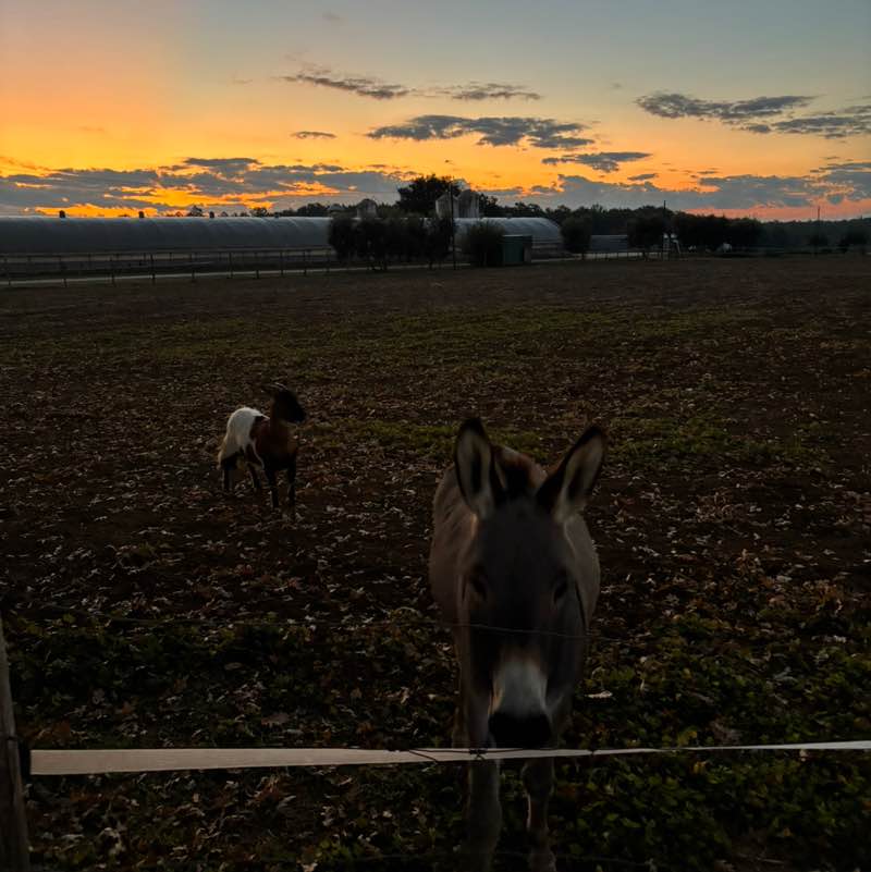 agnese.lustrissimi post 1