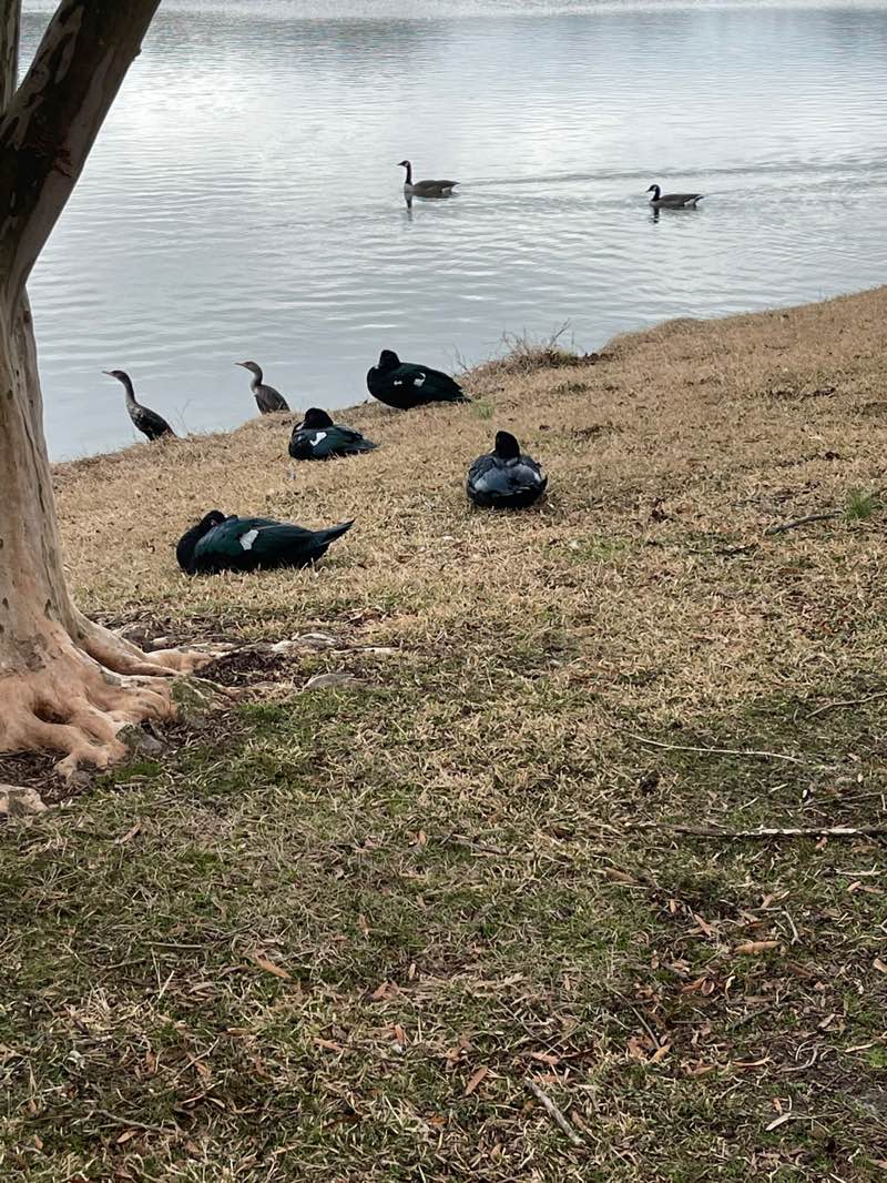 walking near me in Kempsville Lake Community Park in winter