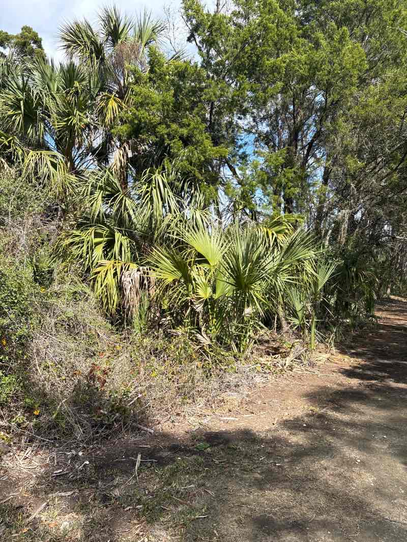 walking near me in Crystal River Preserve State Park in winter