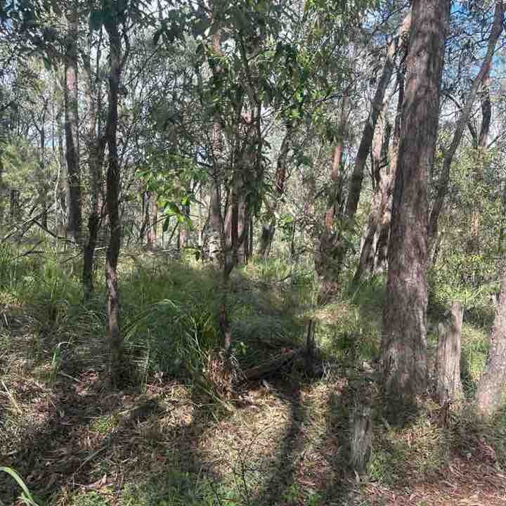 brisbane blue post 1