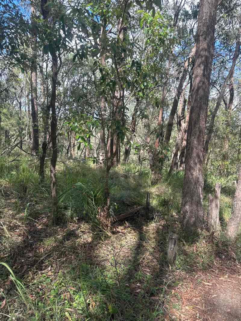 walking near me in Springwood Conservation Park in autumn