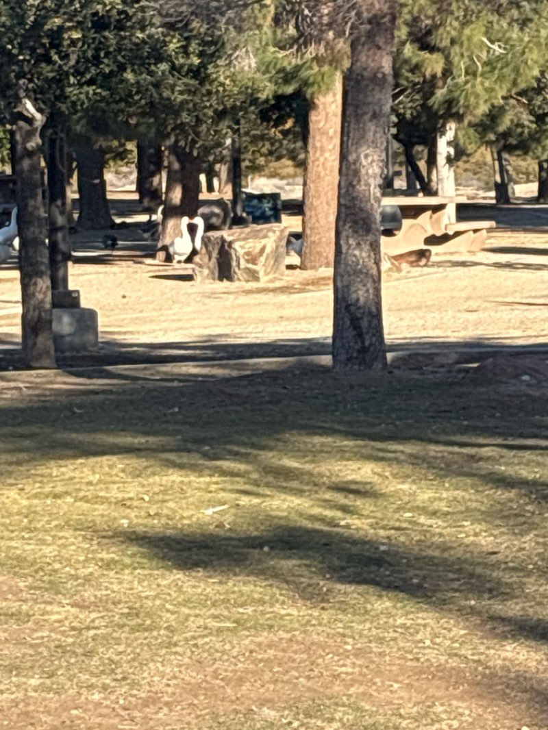 walking near me in Sunset Park in winter