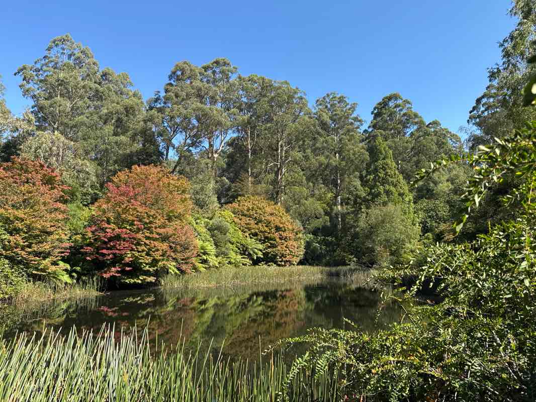 walking near me in Olinda G168 Bushland Reserve in autumn