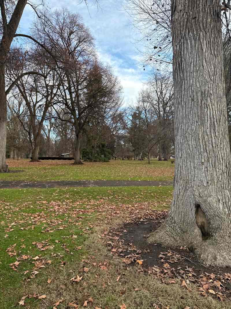 walking near me in Pioneer Park in winter
