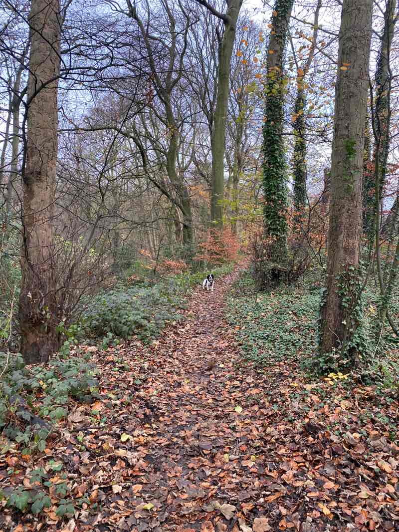 walking near me in Graves Park in autumn