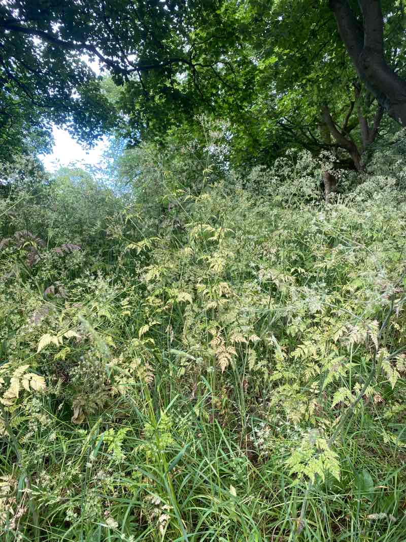 walking near me in Meersbrook Park in summer