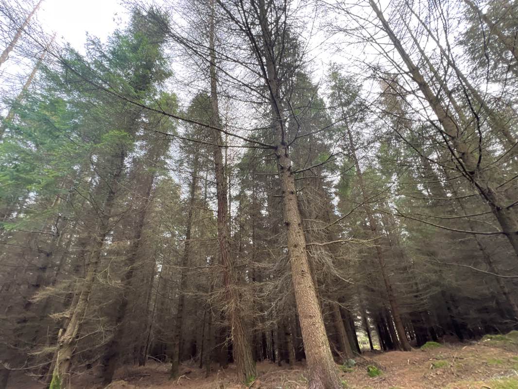 walking near me in Castle Park in winter