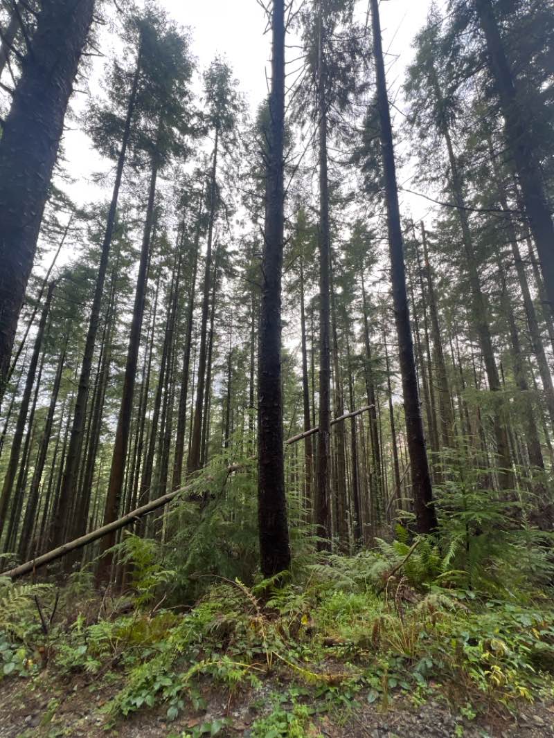 walking near me in Kilbroney Park in autumn