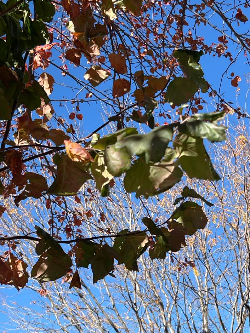 walking near me in Stodick Park in autumn