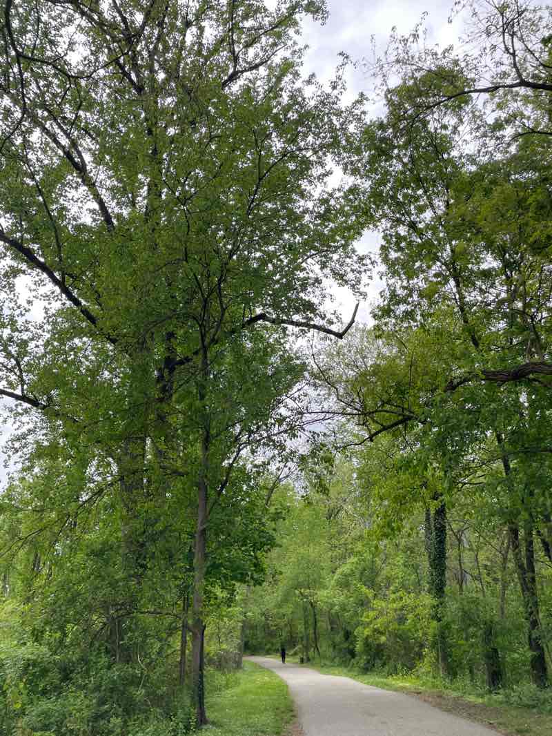 walking near me in Trolley Line #9 Trail in spring