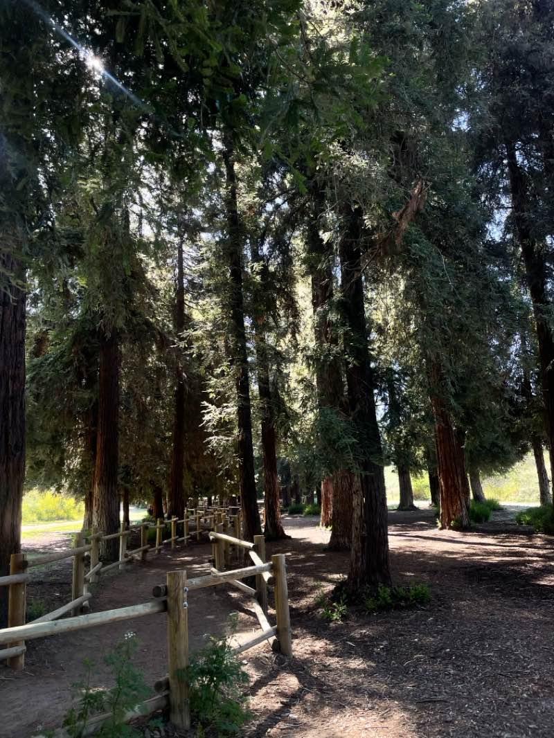 walking near me in Carbon Canyon Regional Park in spring