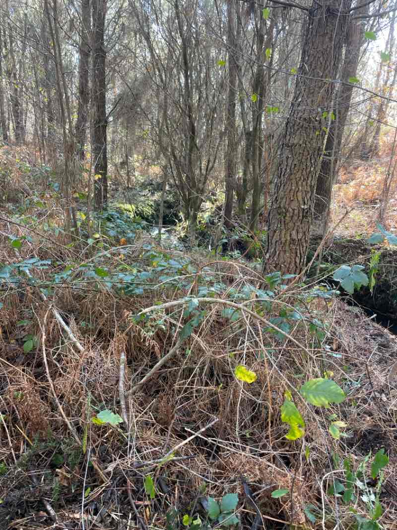 walking near me in Parque das Xunqueira de Alba in winter
