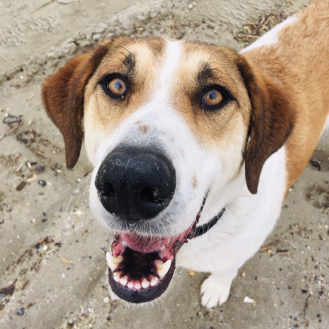 Paola  🌊🐕🚶‍♀️🇮🇹