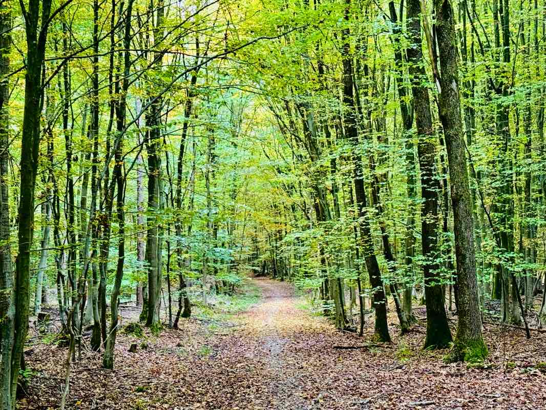 walking near me in Friedensplatz in autumn