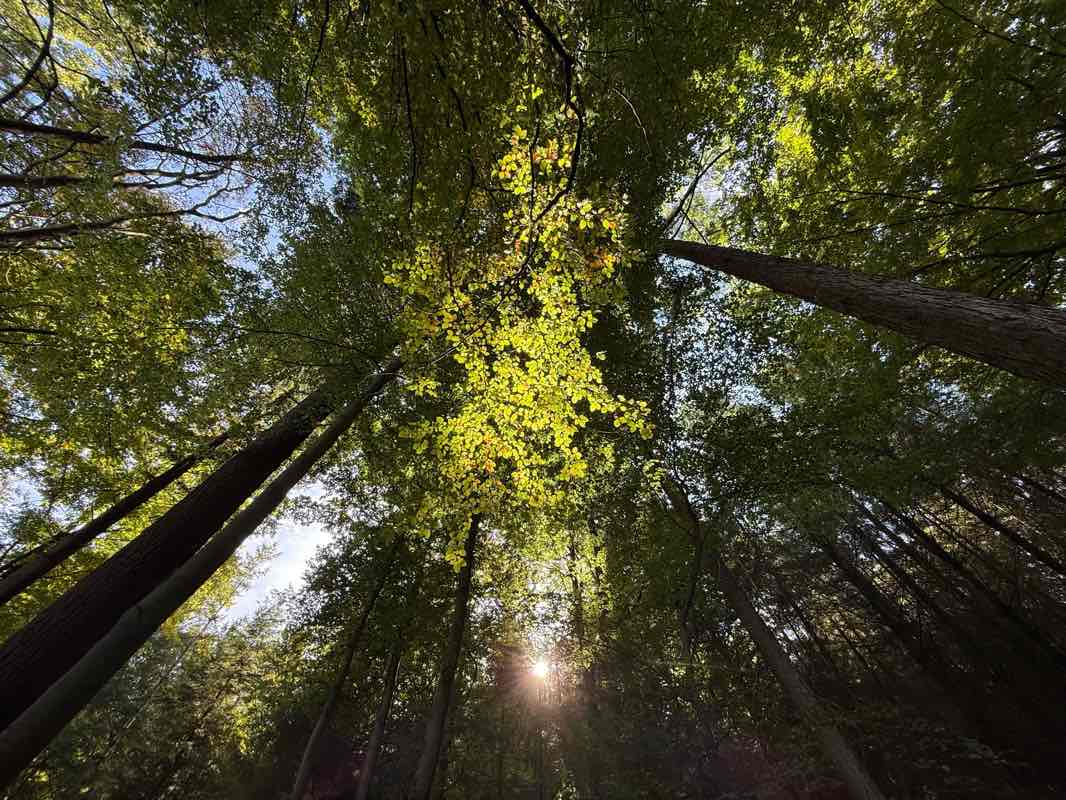 walking near me in Stückgarten in autumn