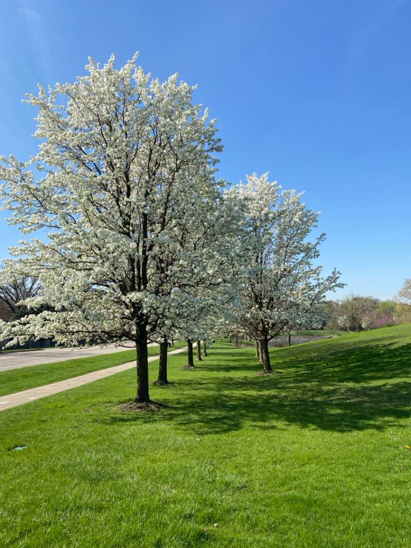 walking near me in Panfish Park in spring