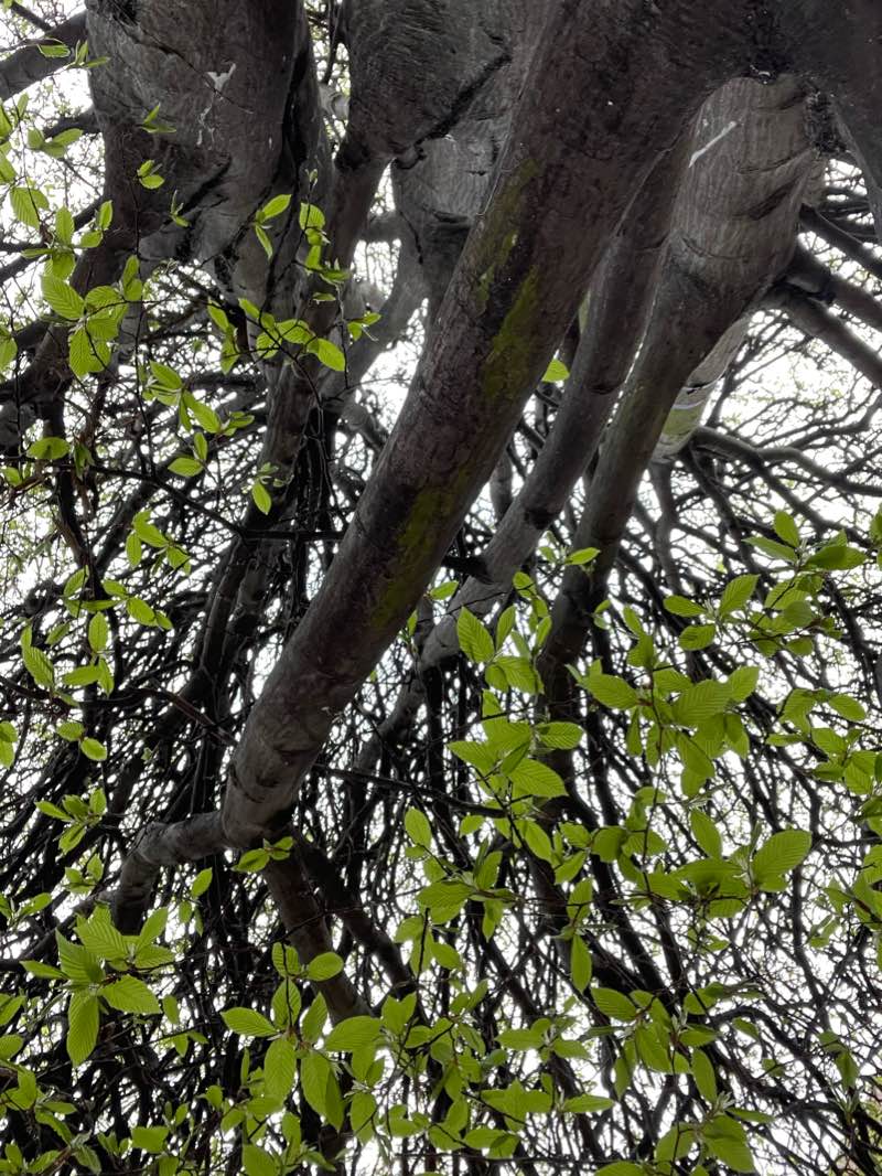 walking near me in Pandora Green in winter