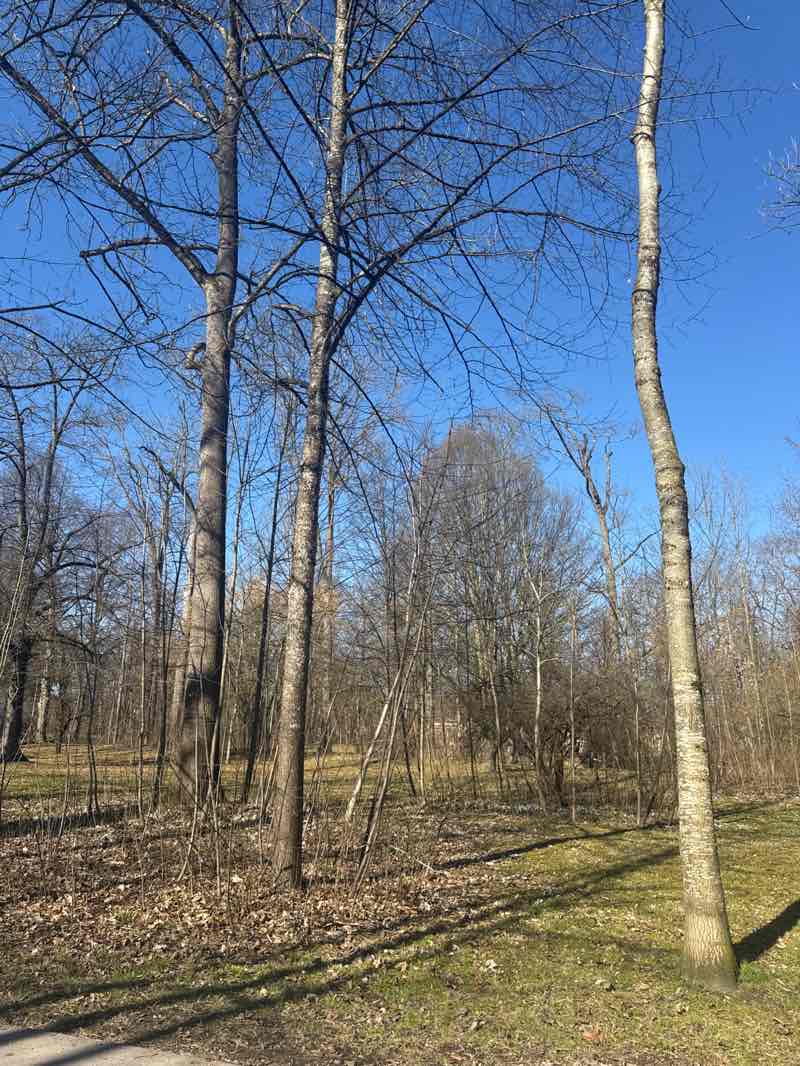 walking near me in Schlosspark in spring