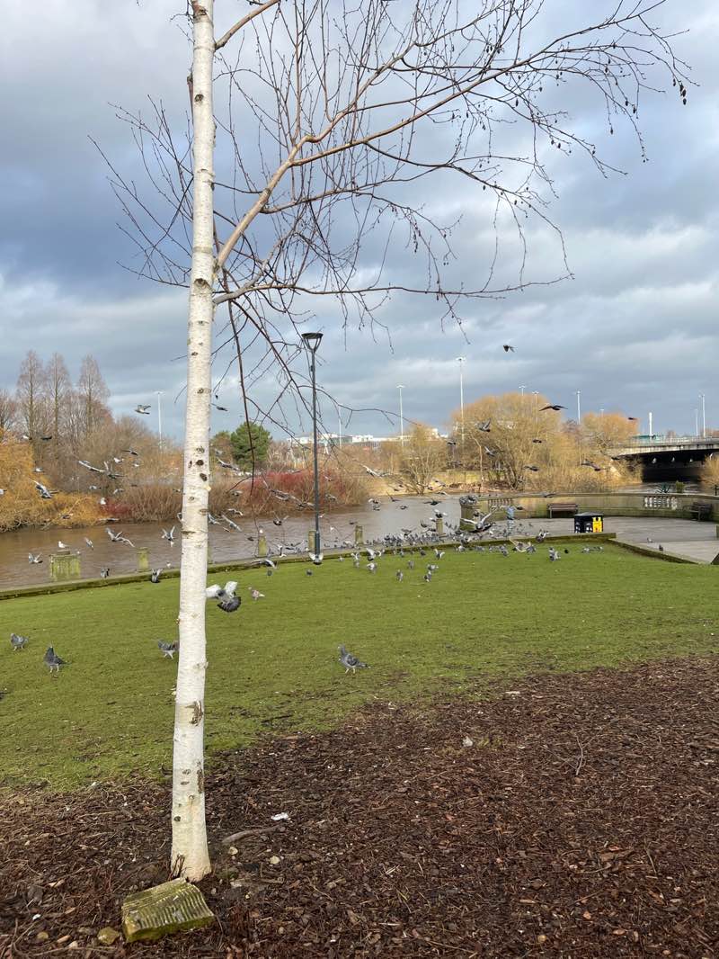 walking near me in Riverside Gardens in winter