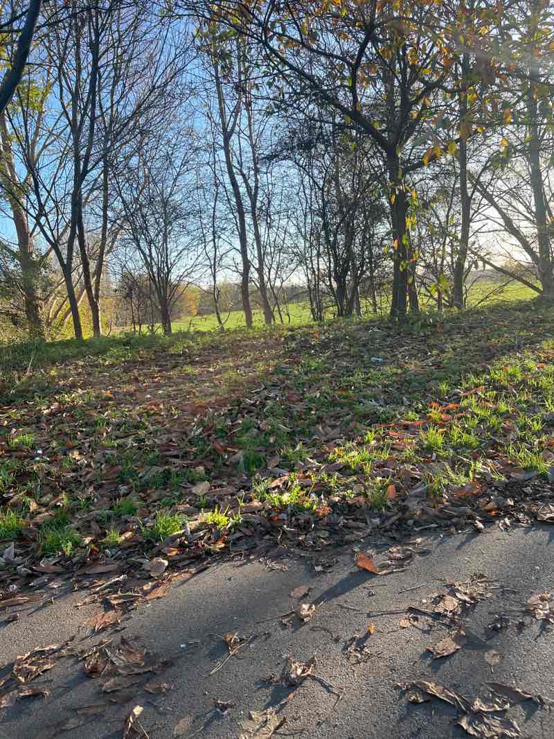 walking near me in Race Course Fields in autumn