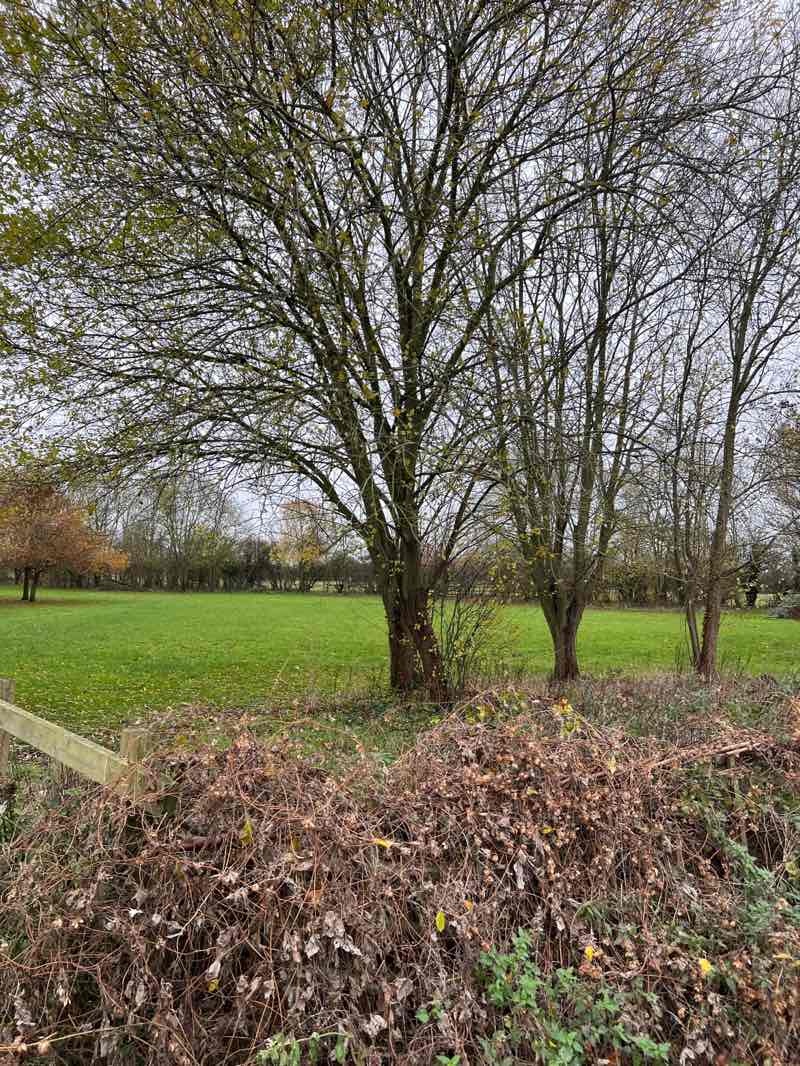 walking near me in Millennium Green in winter