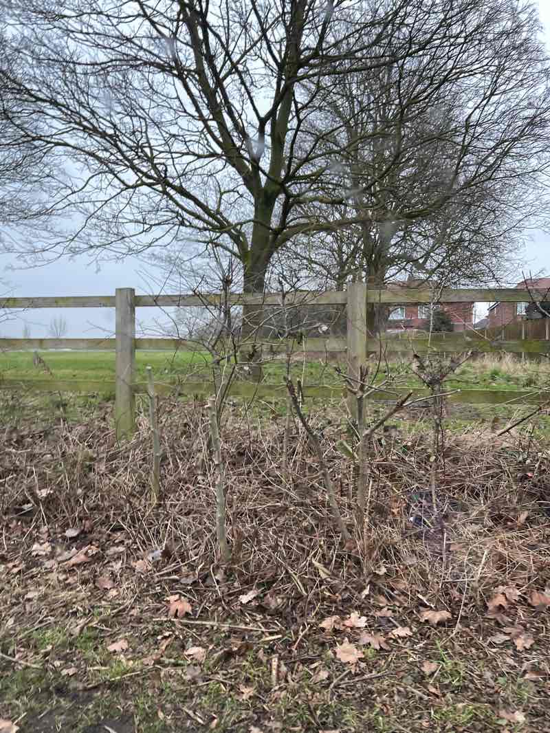 walking near me in Sunnydale Park in winter