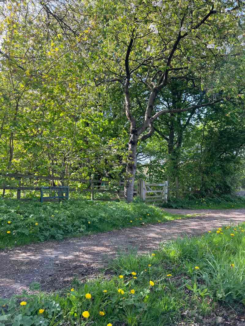walking near me in Millennium Park in spring