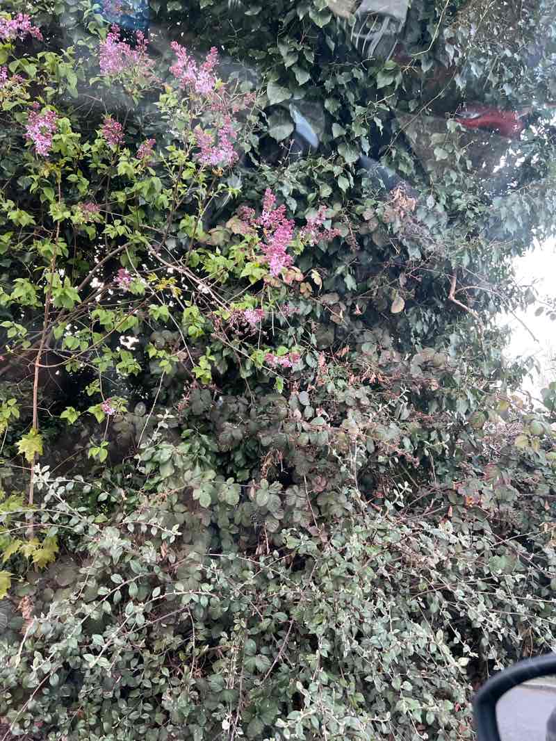 walking near me in Bramcote Lane Open Space in spring