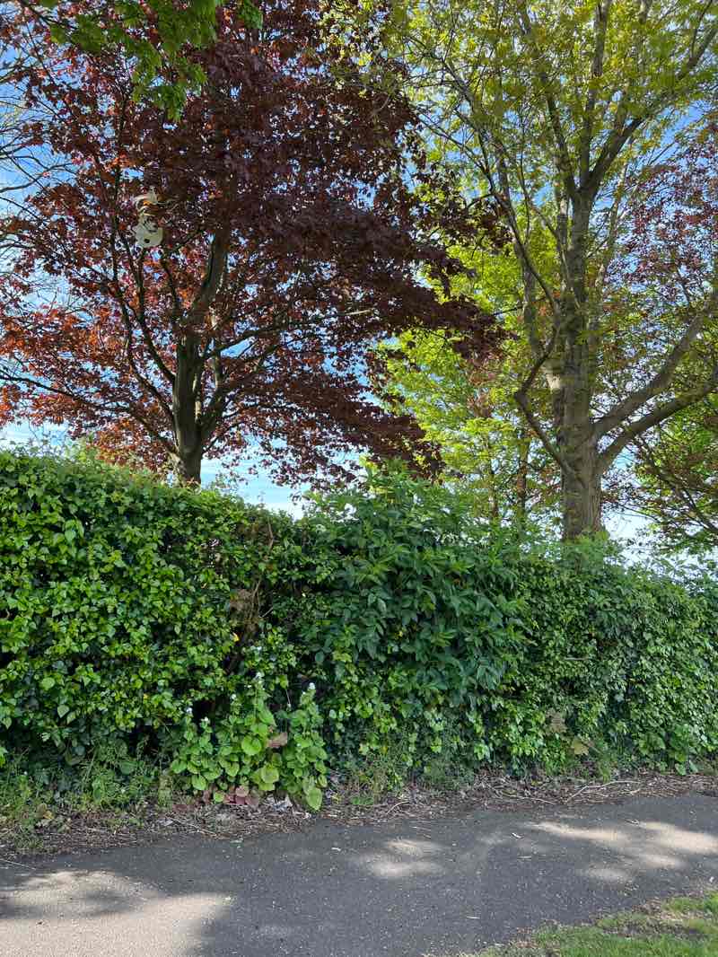 walking near me in South Ave Recn Ground (War Meml) in spring