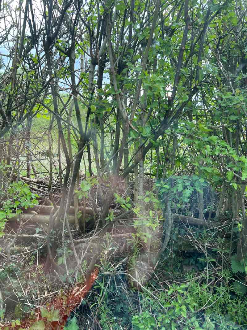 walking near me in Millennium Wood in spring